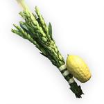 Lulav and esrog set